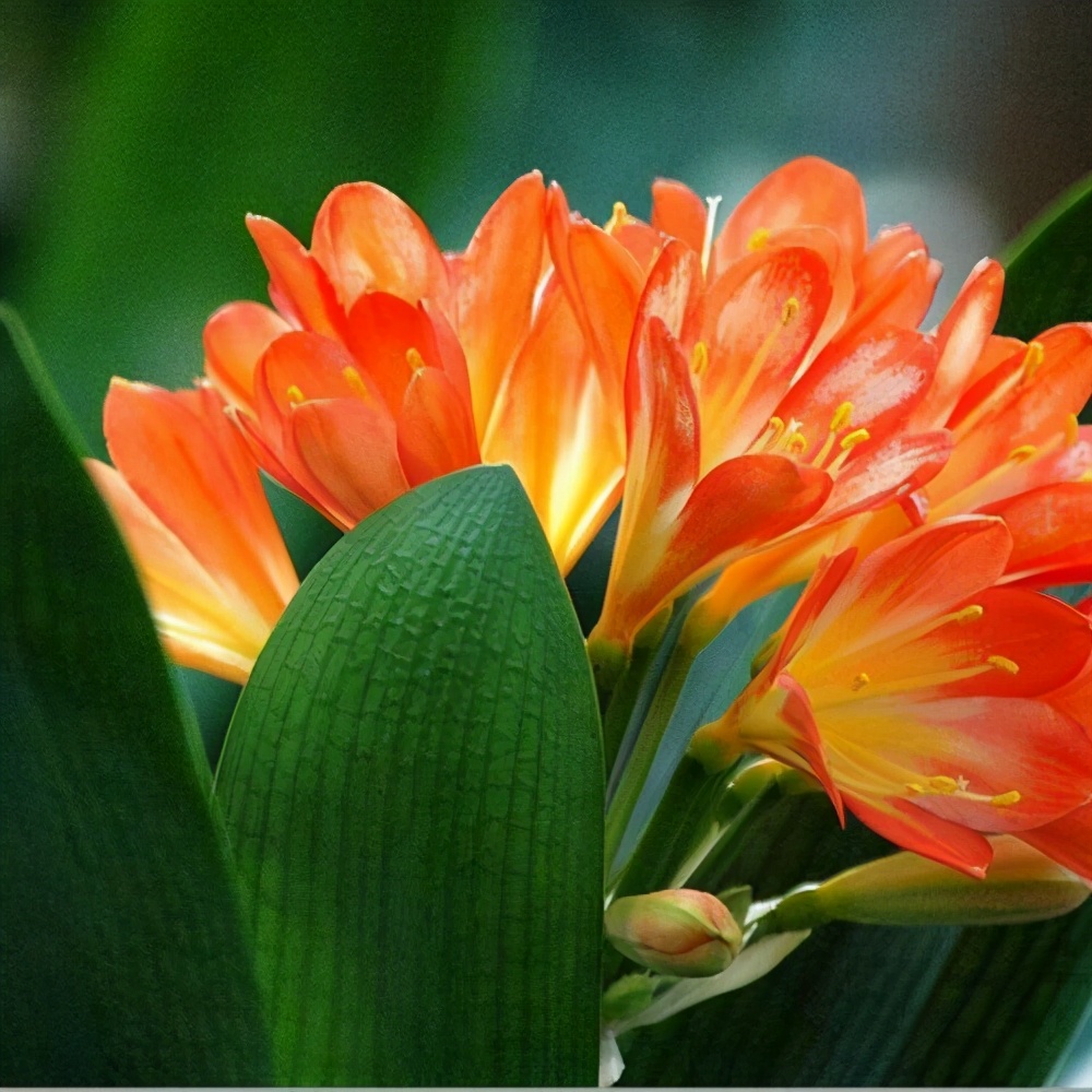 君子兰气质高雅没想到也有这么多名贵品种都养齐了不容易