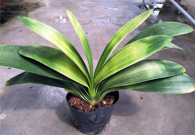 君子兰气质高雅没想到也有这么多名贵品种都养齐了不容易