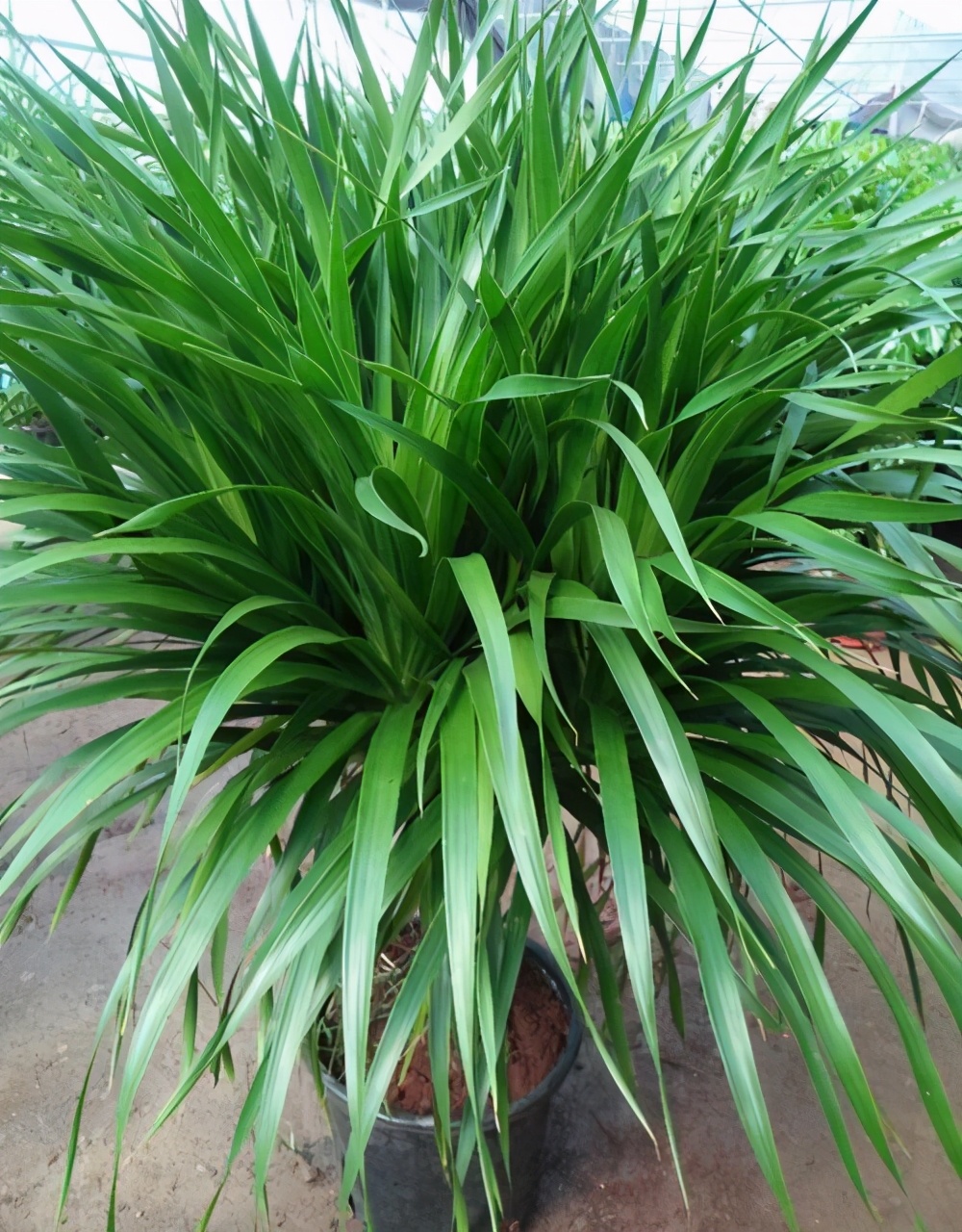 龙血树可是稀罕树叶子一丛丛十分漂亮冬天想养好还需怎样做