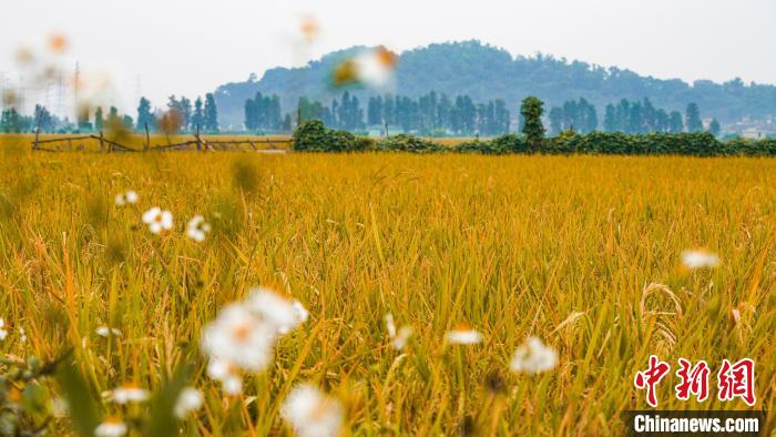 中山市大涌起凤环村稻田丰收的美景。广东省自然资源厅供图