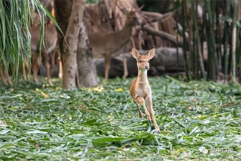 小鹿乱撞萌动你心