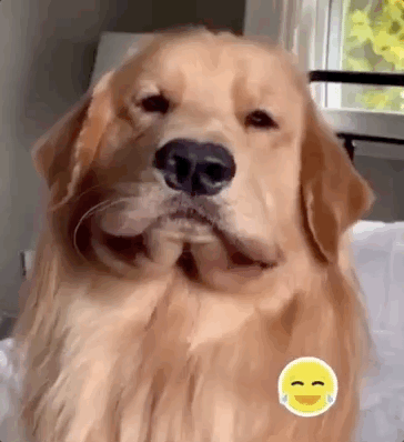 "我家金毛,长了个屁股下巴哈哈哈!