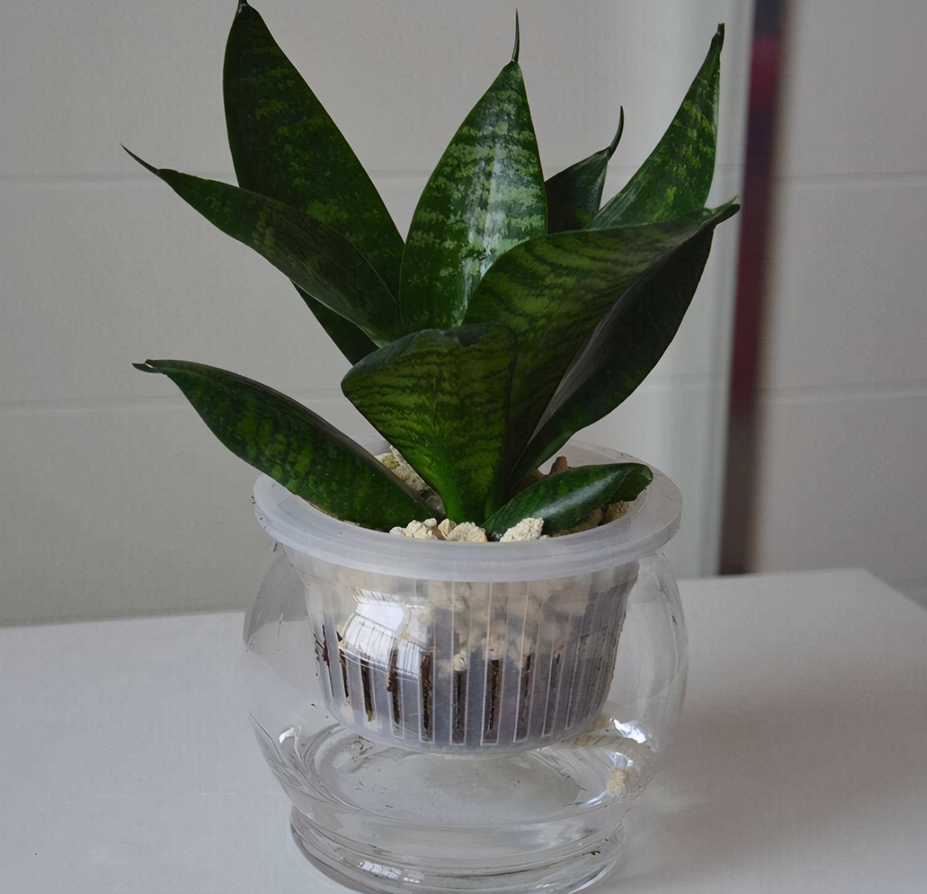 虎皮兰水培要点土培浇多了水怎么办烂根的怎么处理