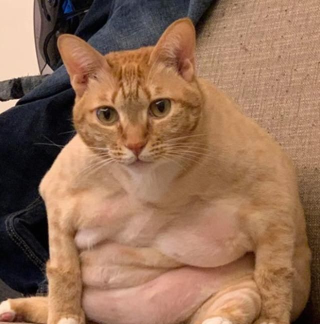 网友一看颜色秒懂:橘猫的基因不是吹的雷神山流浪小奶猫一年后成胖橘