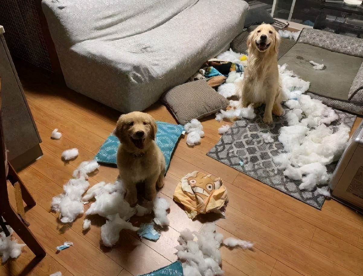 狗狗拆家排行榜这7种狗狗谁养谁倒霉