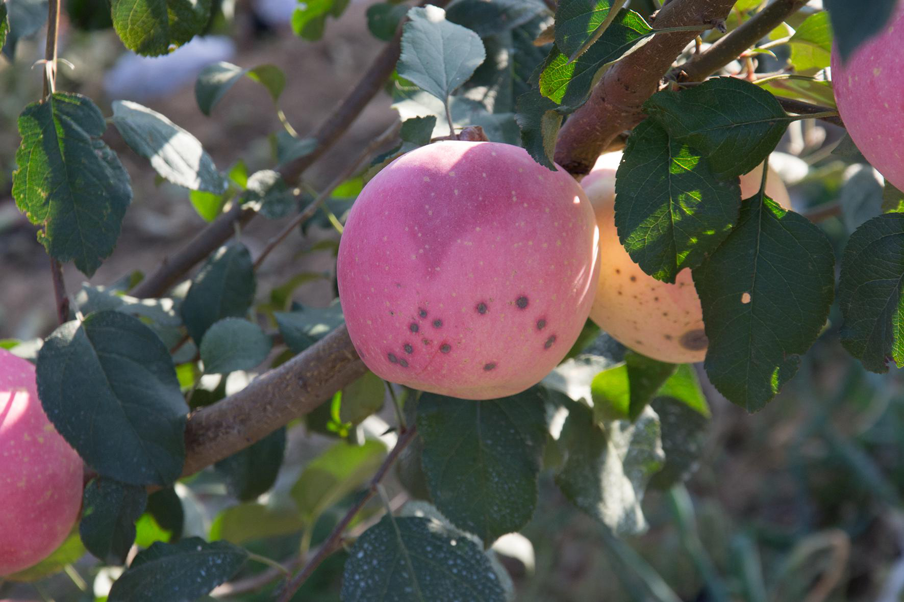 苹果园土壤板结果农如何应对方法其实很简单
