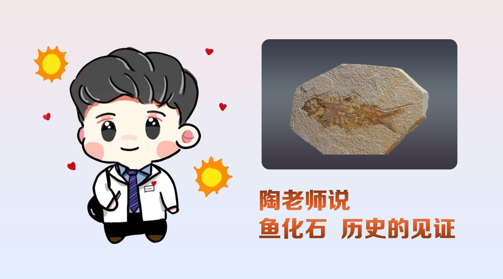 陶老师说1历史的见证鱼化石