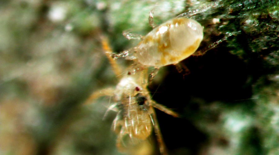 捕食螨科普丨斯氏钝绥螨的一生