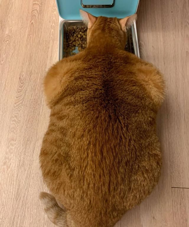 网友一看颜色秒懂:橘猫的基因不是吹的雷神山流浪小奶猫一年后成胖橘