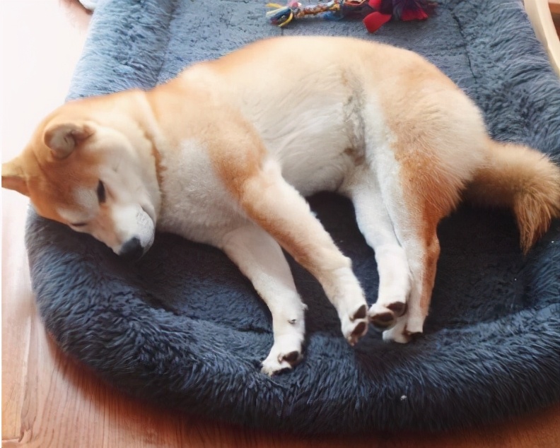 狗狗为什么伸懒腰背后是有原因的你了解吗