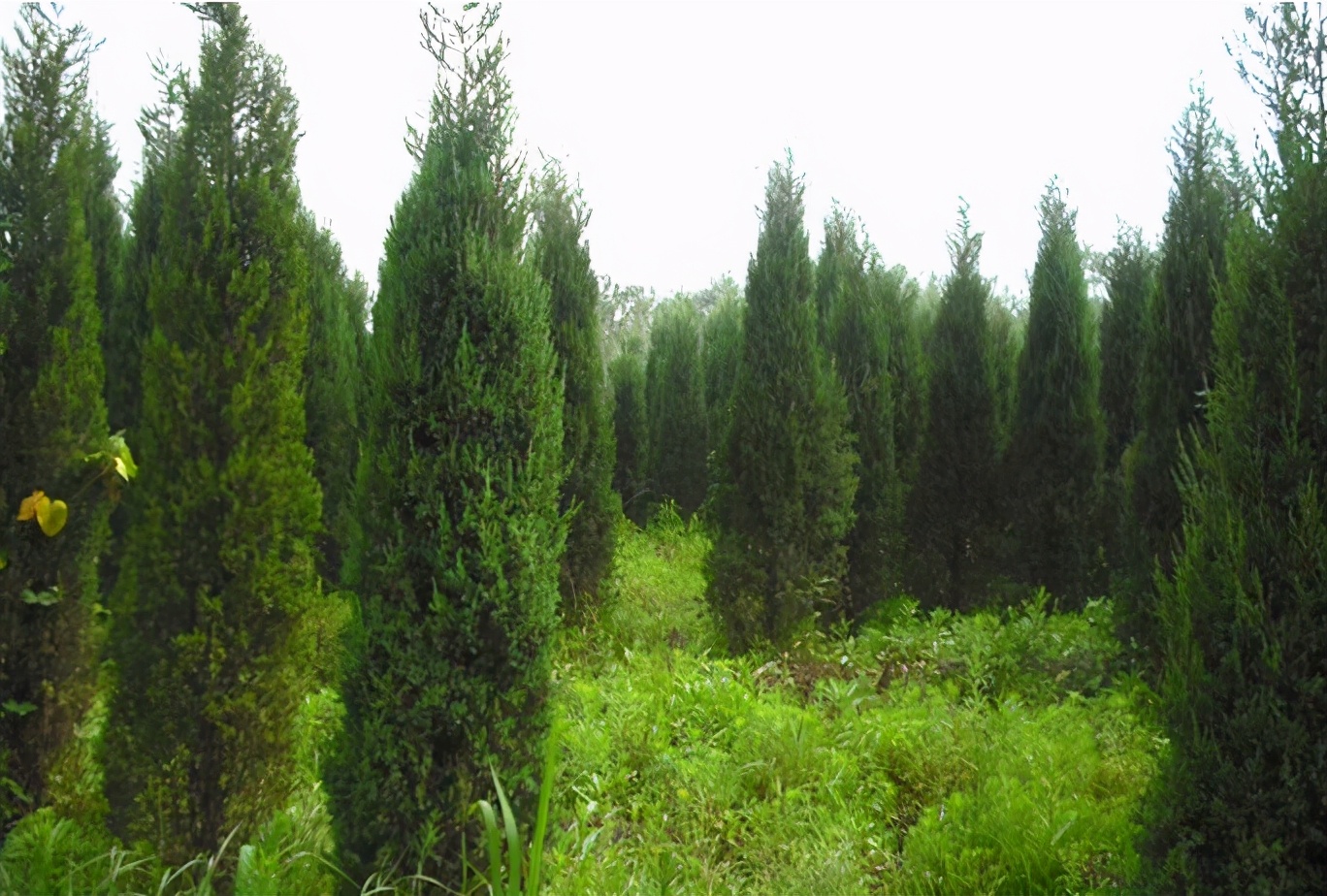 看完有数了|松树|院子|梨树_新浪新闻