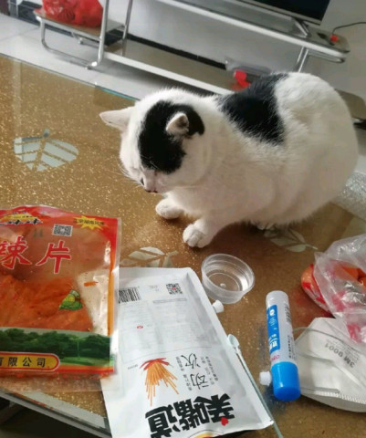猫咪偷吃主人的辣条，怕被发现叼着就跑，主人看了哭笑不得！休闲区蓝鸢梦想 - Www.slyday.coM