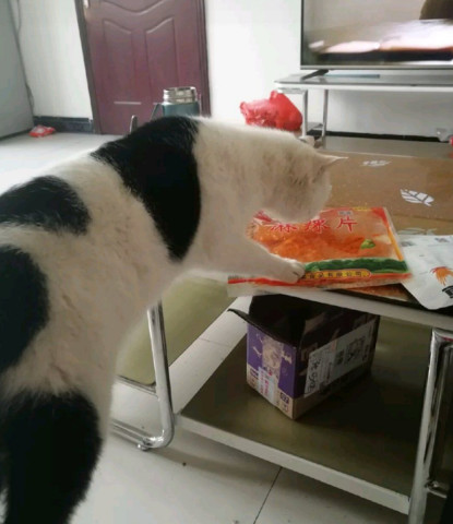 猫咪偷吃主人的辣条，怕被发现叼着就跑，主人看了哭笑不得！休闲区蓝鸢梦想 - Www.slyday.coM