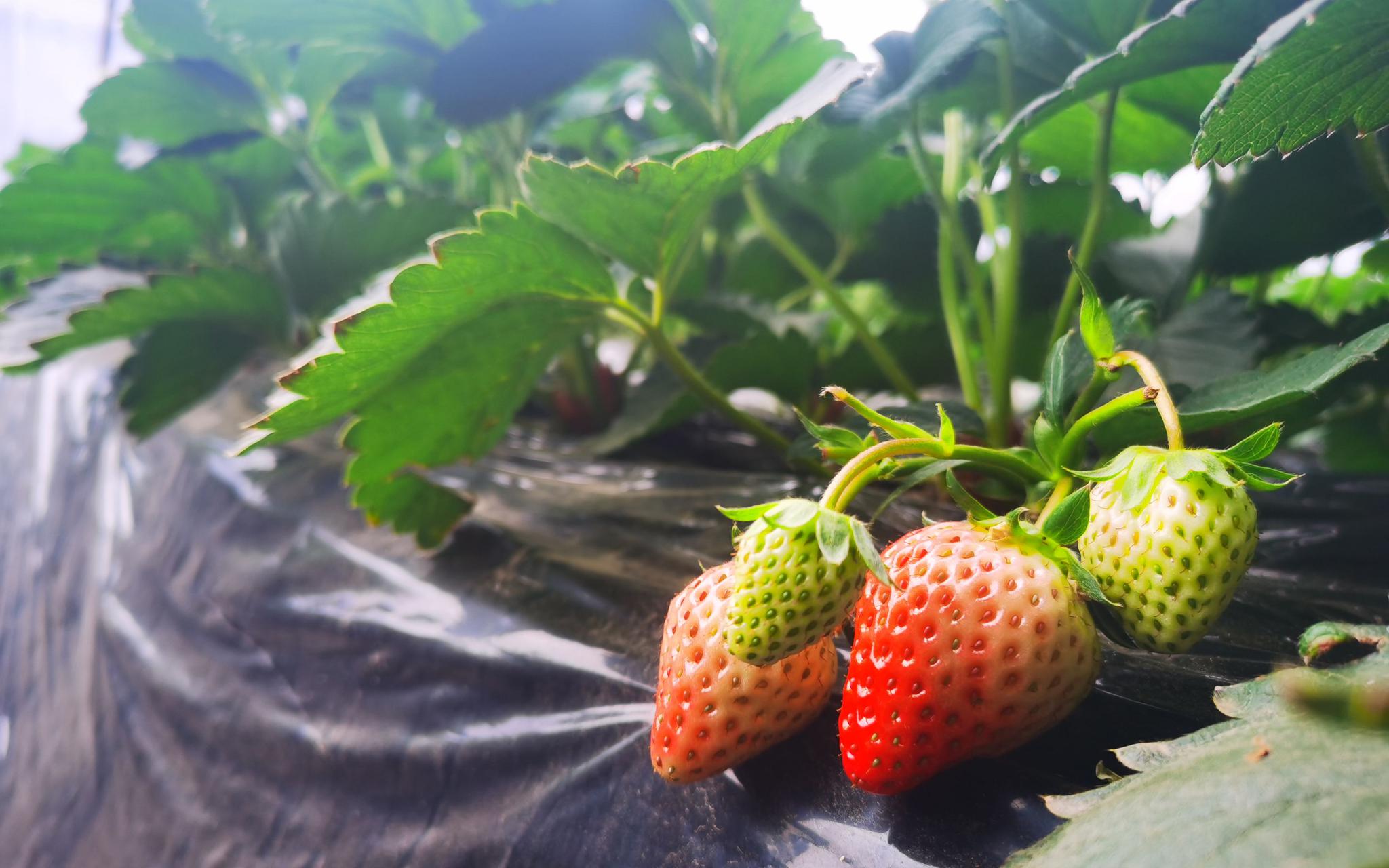 京郊草莓初上市 地头采摘价格近百元