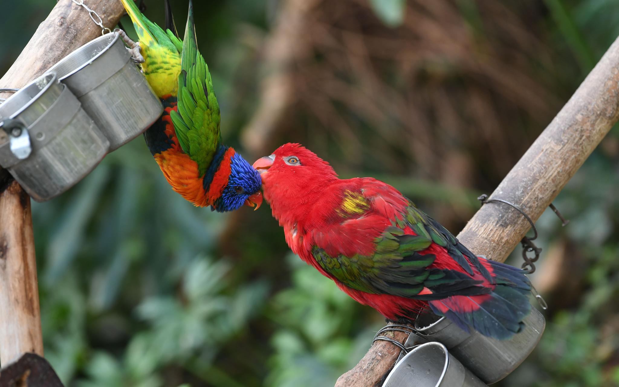鹦鹉园.新京报记者 王颖 摄