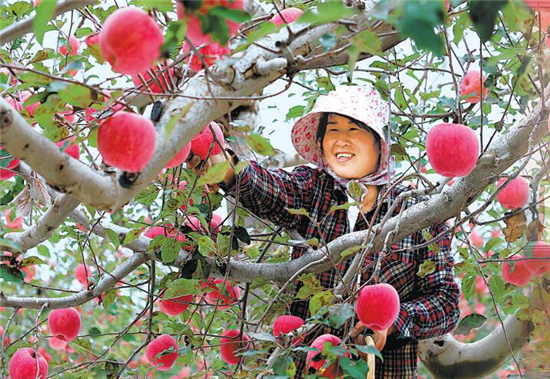 　　西峰区晚熟苹果。（资料图）