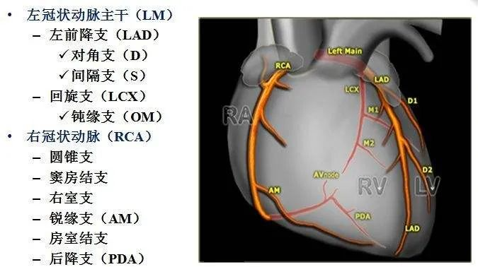 心脏为什么会供血不足呢?这就要说到冠状动脉了.