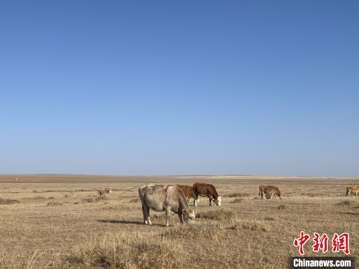 图为锡林郭勒大草原上按照传统放牧方式散养的牛。　奥蓝 摄