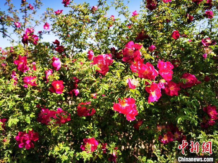 图为今年夏季，合作社的玫瑰园里，上百亩玫瑰竞相盛放 马彩萍 摄