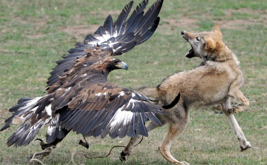 来自哈萨克的一段视频,时间不长,看后却让人沉思良久