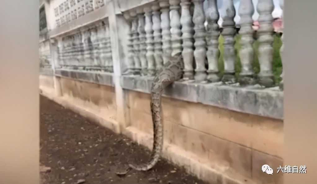 泰一条蟒蛇偷食大鹅，逃走时因蛇肚太饱被围栏卡住，只能吐出猎物休闲区蓝鸢梦想 - Www.slyday.coM