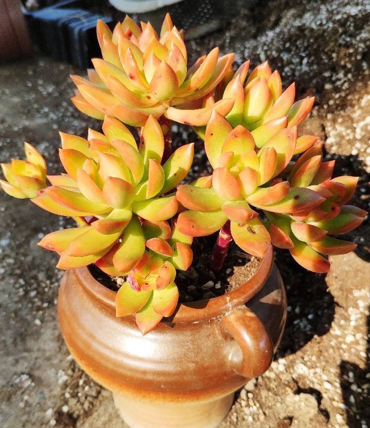 让黄丽矮矮壮壮颜色呈橘黄色别忘这两步变更美了