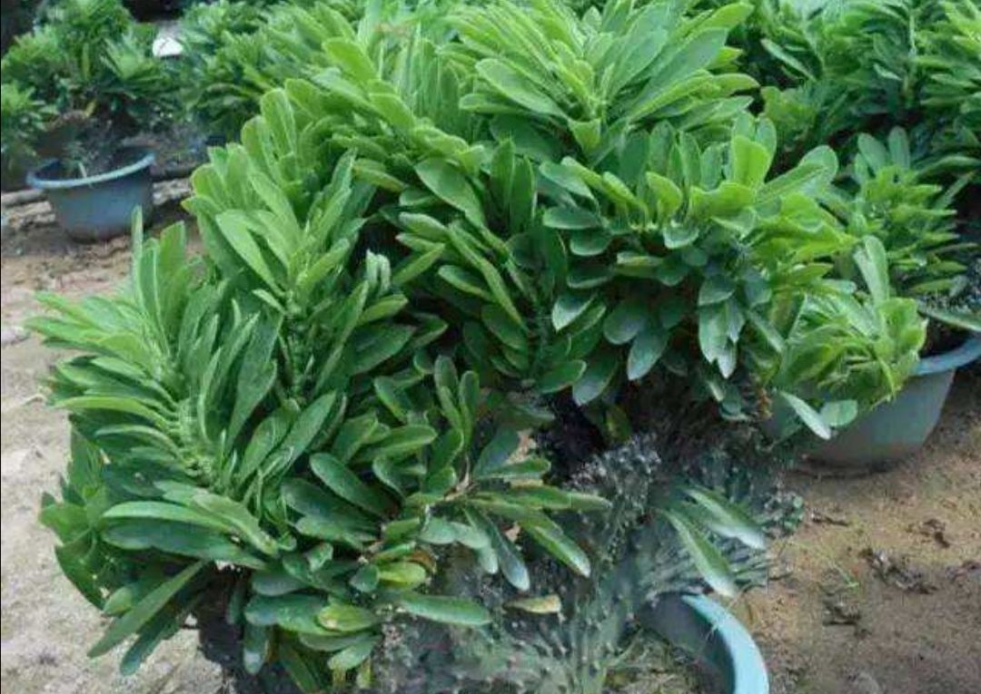 家中养麒麟掌,做好这几点,生长速度快,株形更霸气