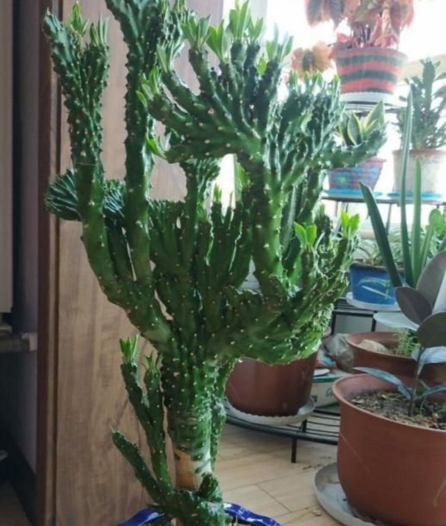 家中养麒麟掌,做好这几点,生长速度快,株形更霸气