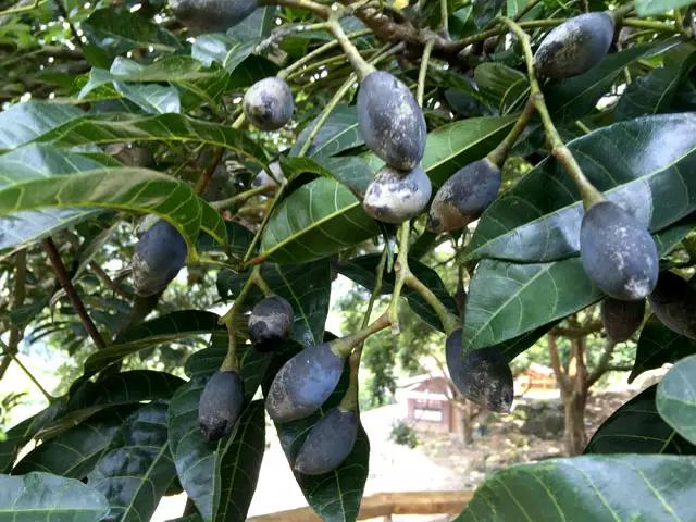 广州增城乌榄,蒸鱼时加上一点,去腥开胃,清香四溢,你吃过吗?