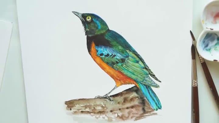 水彩八哥画法 · marina