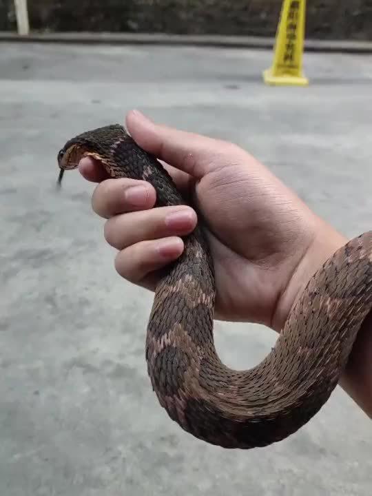 广西小伙发现蛇洞后直接徒手抓起了蛇胆真大