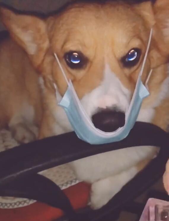 主人给狗狗带上口罩,打算朝镜头喷香水,结局发现了宝物!