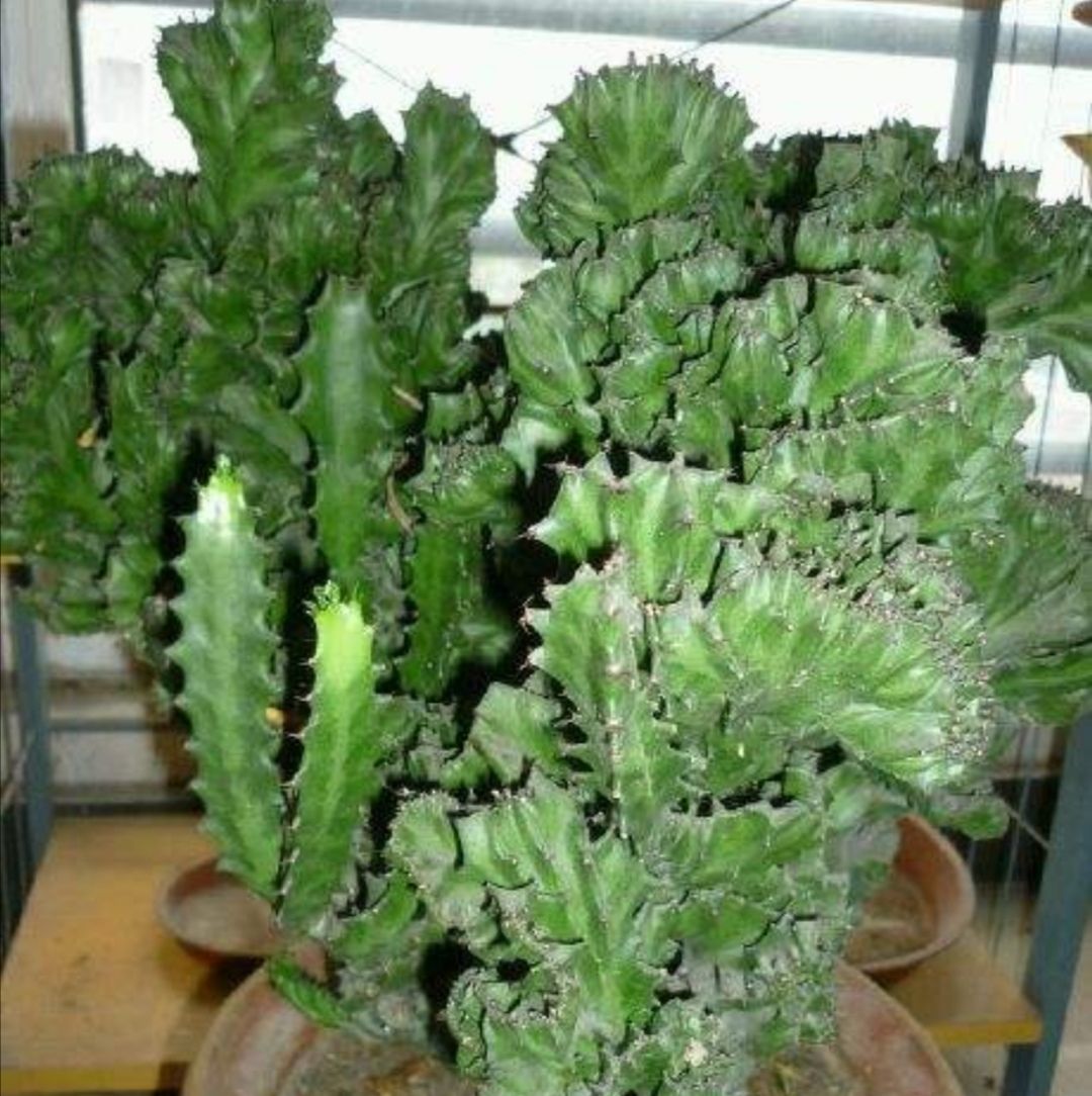 家中养麒麟掌,做好这几点,生长速度快,株形更霸气