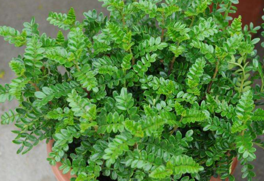 清香木价值高能散发香味找出最适合的环境少了很多养护麻烦