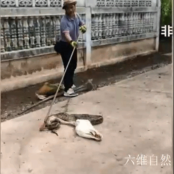 泰一条蟒蛇偷食大鹅，逃走时因蛇肚太饱被围栏卡住，只能吐出猎物休闲区蓝鸢梦想 - Www.slyday.coM