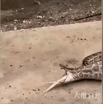 泰一条蟒蛇偷食大鹅，逃走时因蛇肚太饱被围栏卡住，只能吐出猎物休闲区蓝鸢梦想 - Www.slyday.coM