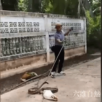 泰一条蟒蛇偷食大鹅，逃走时因蛇肚太饱被围栏卡住，只能吐出猎物休闲区蓝鸢梦想 - Www.slyday.coM