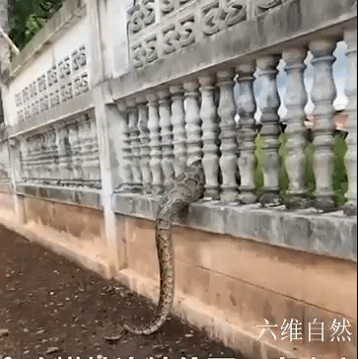 泰一条蟒蛇偷食大鹅，逃走时因蛇肚太饱被围栏卡住，只能吐出猎物休闲区蓝鸢梦想 - Www.slyday.coM