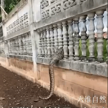 泰一条蟒蛇偷食大鹅，逃走时因蛇肚太饱被围栏卡住，只能吐出猎物休闲区蓝鸢梦想 - Www.slyday.coM