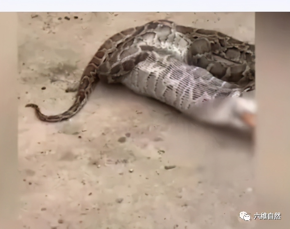 泰一条蟒蛇偷食大鹅，逃走时因蛇肚太饱被围栏卡住，只能吐出猎物休闲区蓝鸢梦想 - Www.slyday.coM