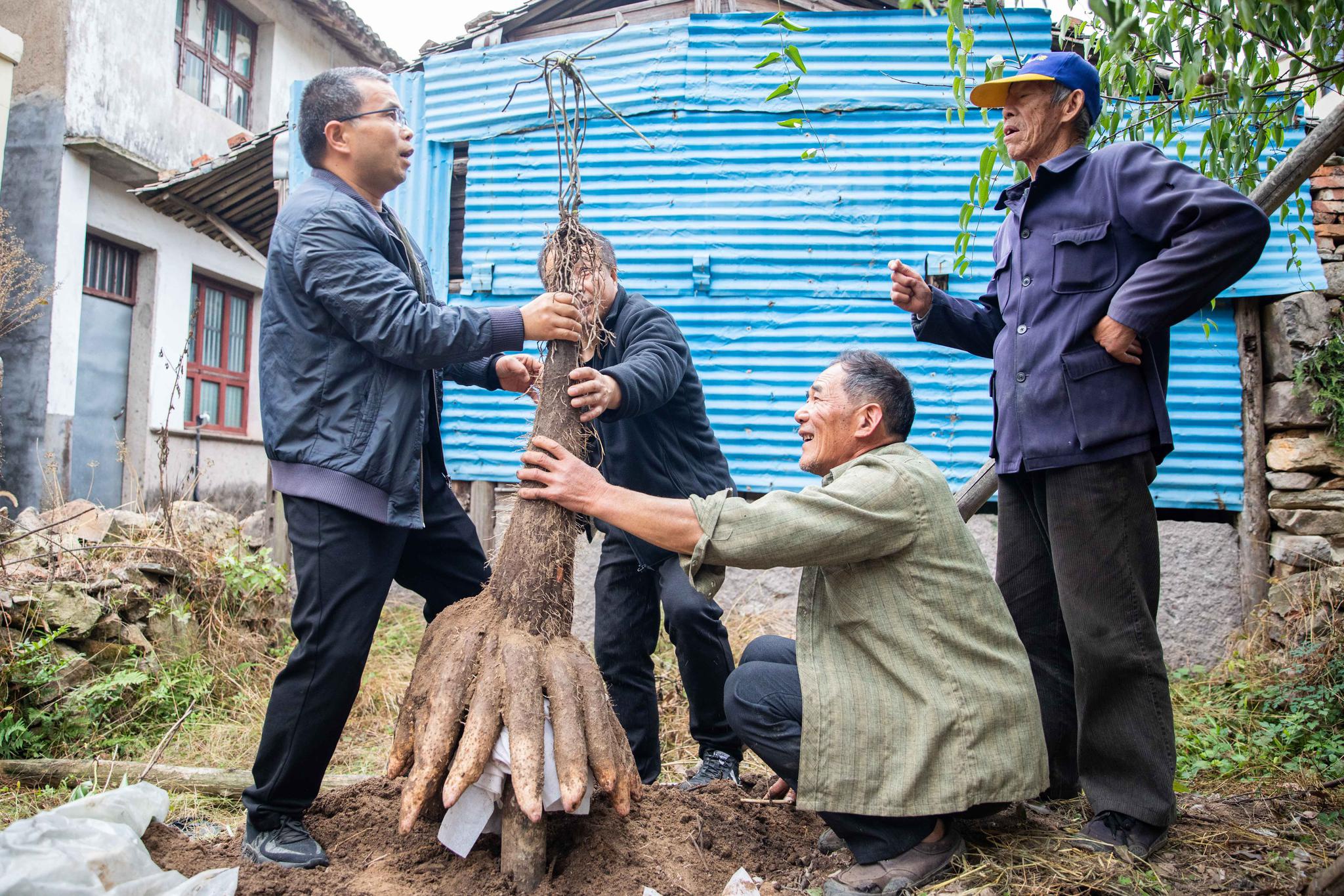 温岭老农种出51斤巨型山药