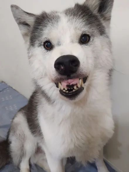 网友晒出一只超级萌的哈士奇,然而它背后竟然有这样的心酸,笑疯了!