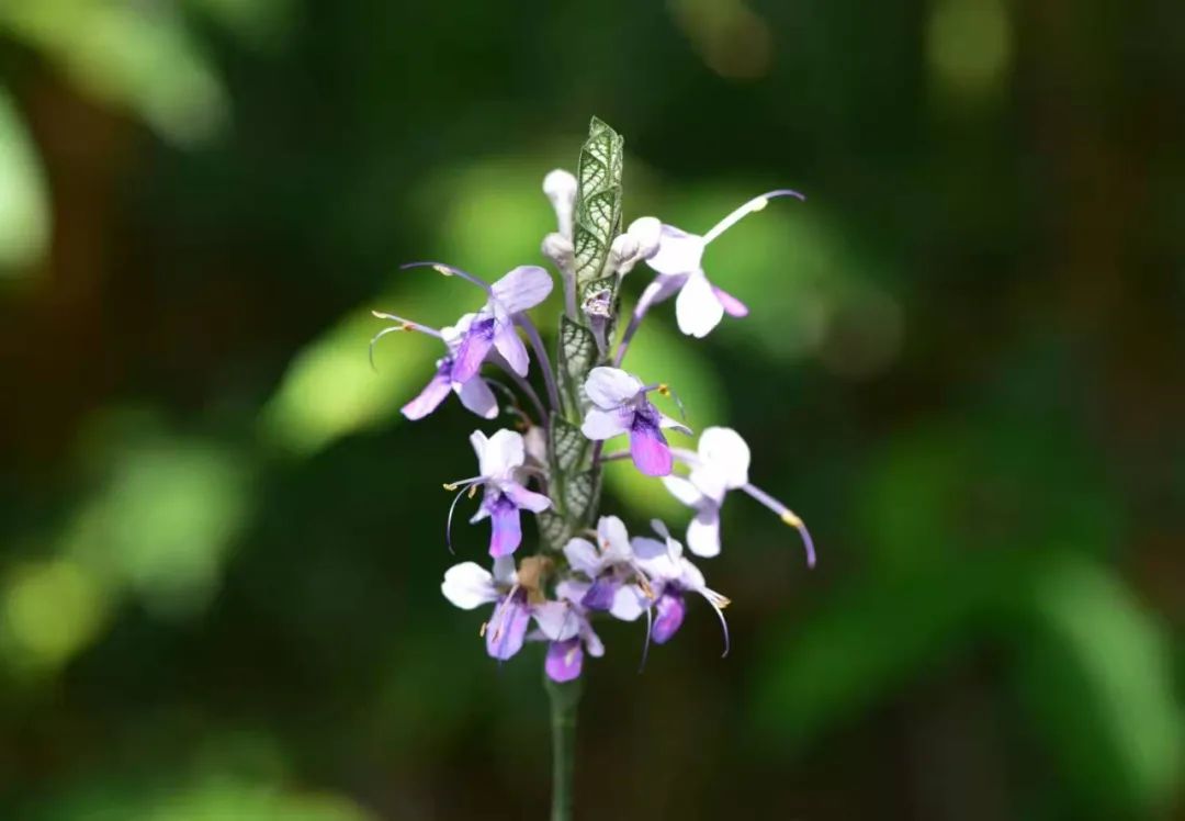 科研人员新发现两个物种紫花黄药和大叶可爱花,均在云南