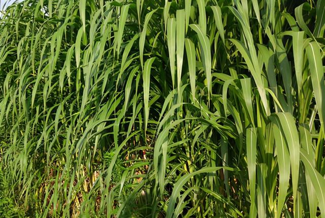 皇竹草喂猪成本低增重快来看饲喂方法