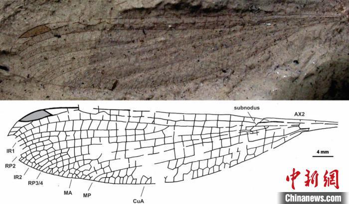 马拉多纳自由蟌的化石标本和线条图。南古所供图