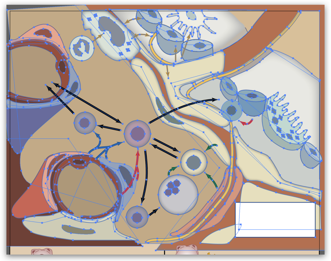 ai科研绘图-造血干细胞4