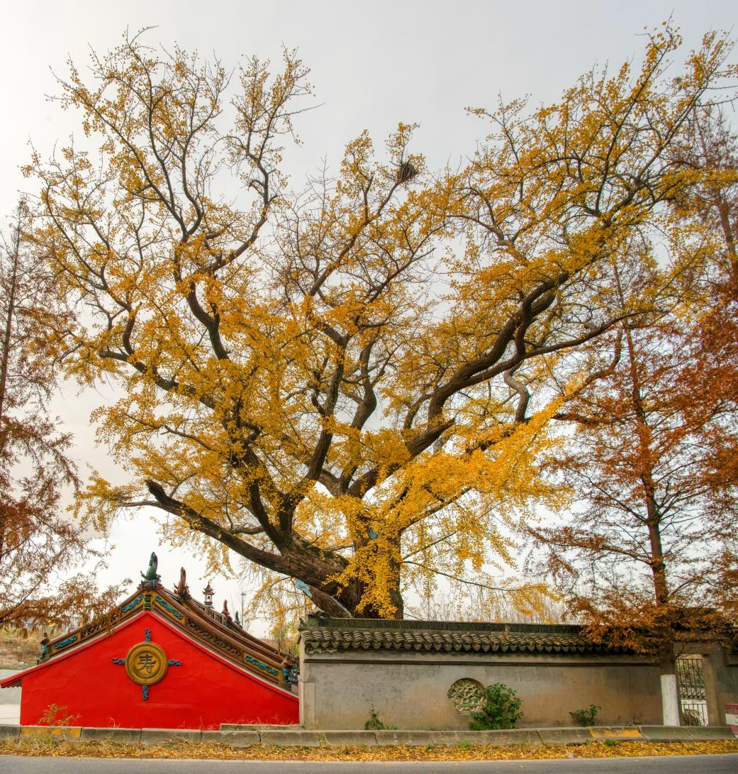 10米   冠径:24米   地址:高东镇(原隶属杨园镇)永新村钦公塘内侧(近