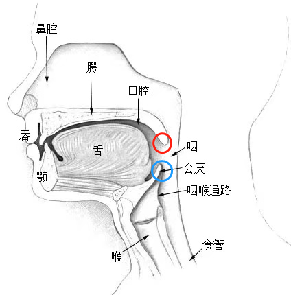 蓝圈中的是会厌,"小舌头"则是红圈中的悬雍垂 | arcadian, gnolizx