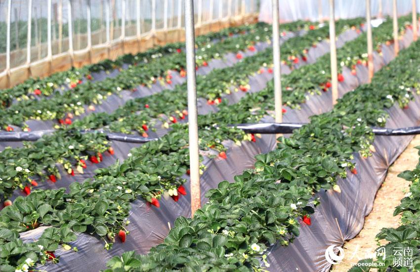 昆明西山草莓熟了(图)