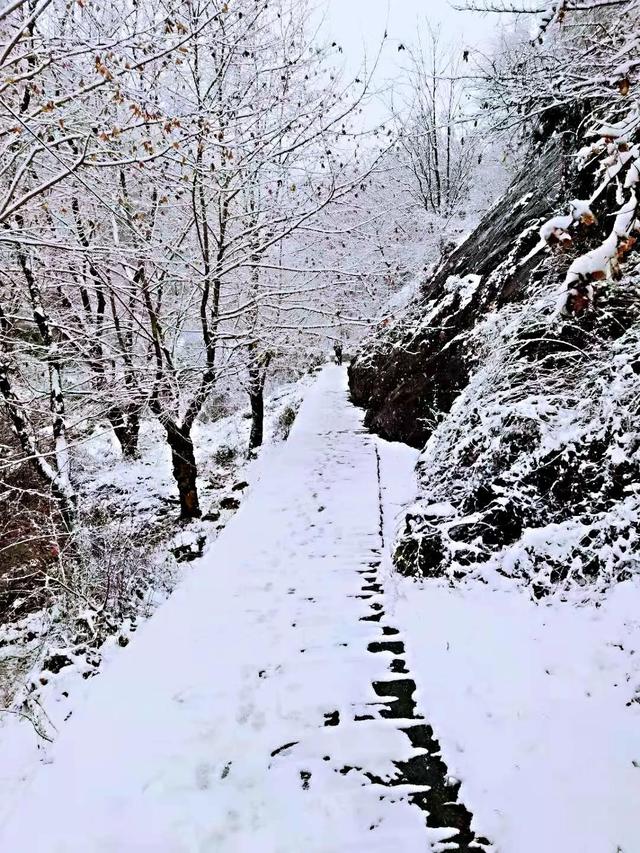 旺苍下雪了玉树琼枝美如画米仓山的颜值宛如仙境